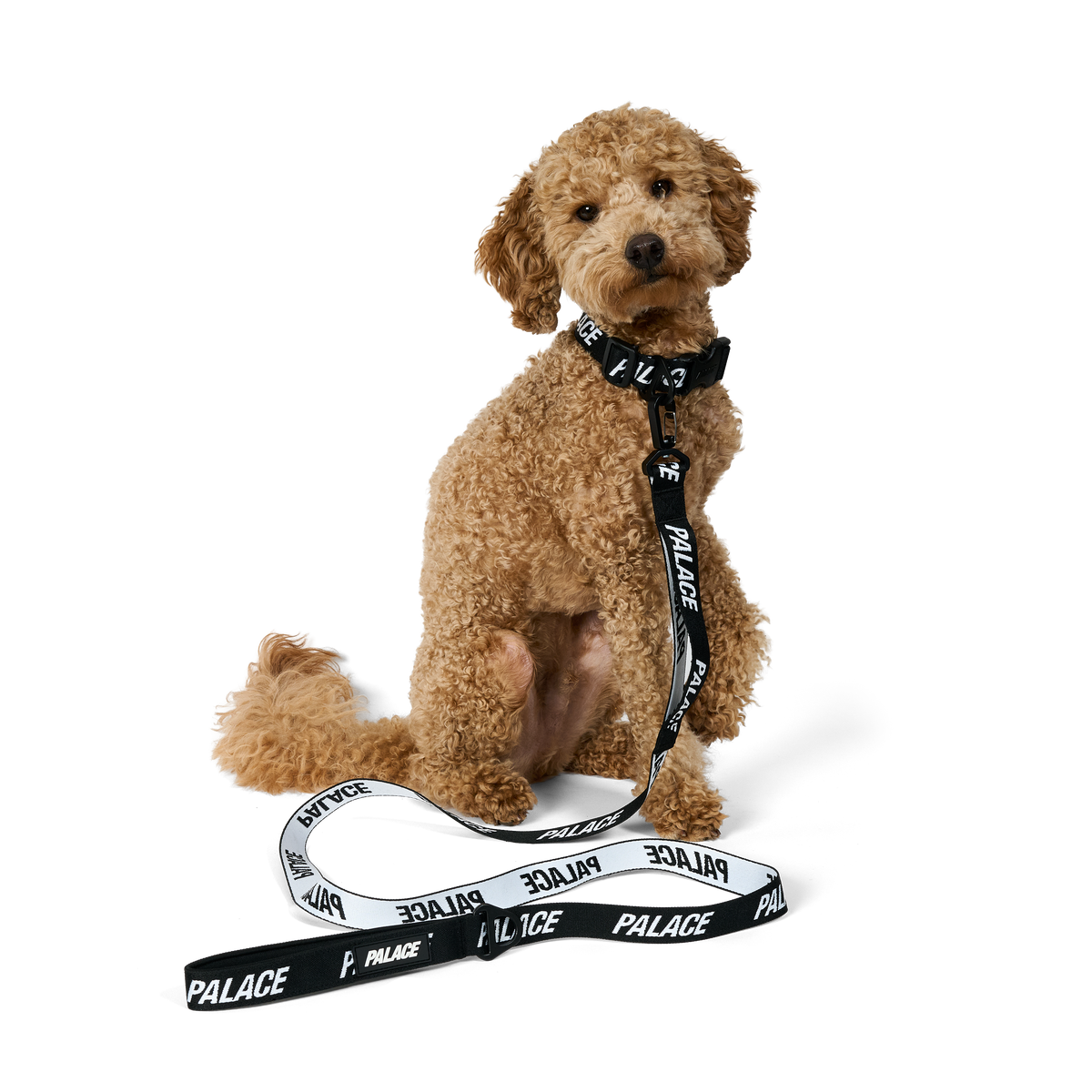 Palace Skateboards Jacquarded DOG Collar and LEAD Black